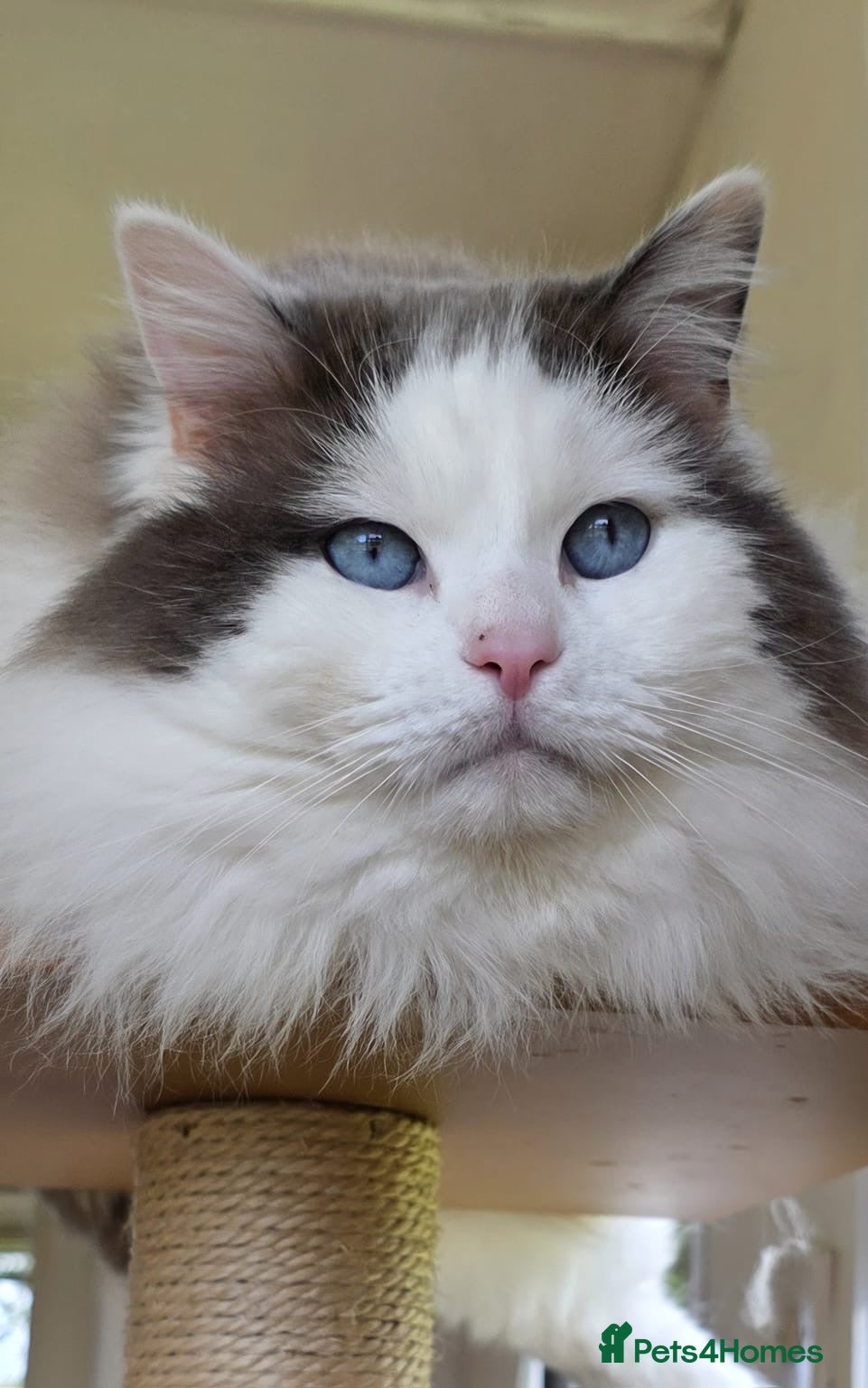 Ragdoll cats Stunning Blue Ragdoll Stud - Advert 3