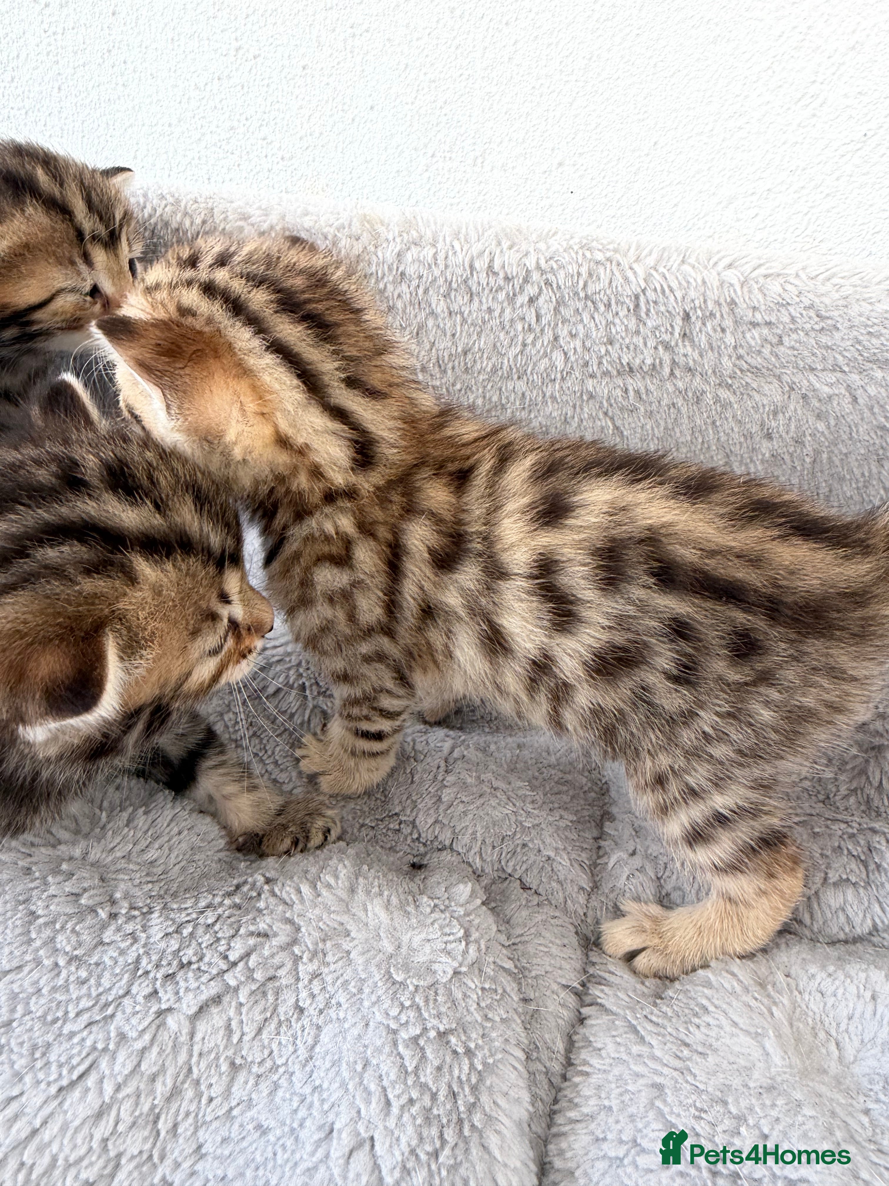 Bengal cats Bengal kittens Mum is Tica registered  - Advert 2