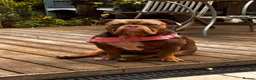 American Bully dogs for sale: 2 sweeties need forever home! - Advert 14