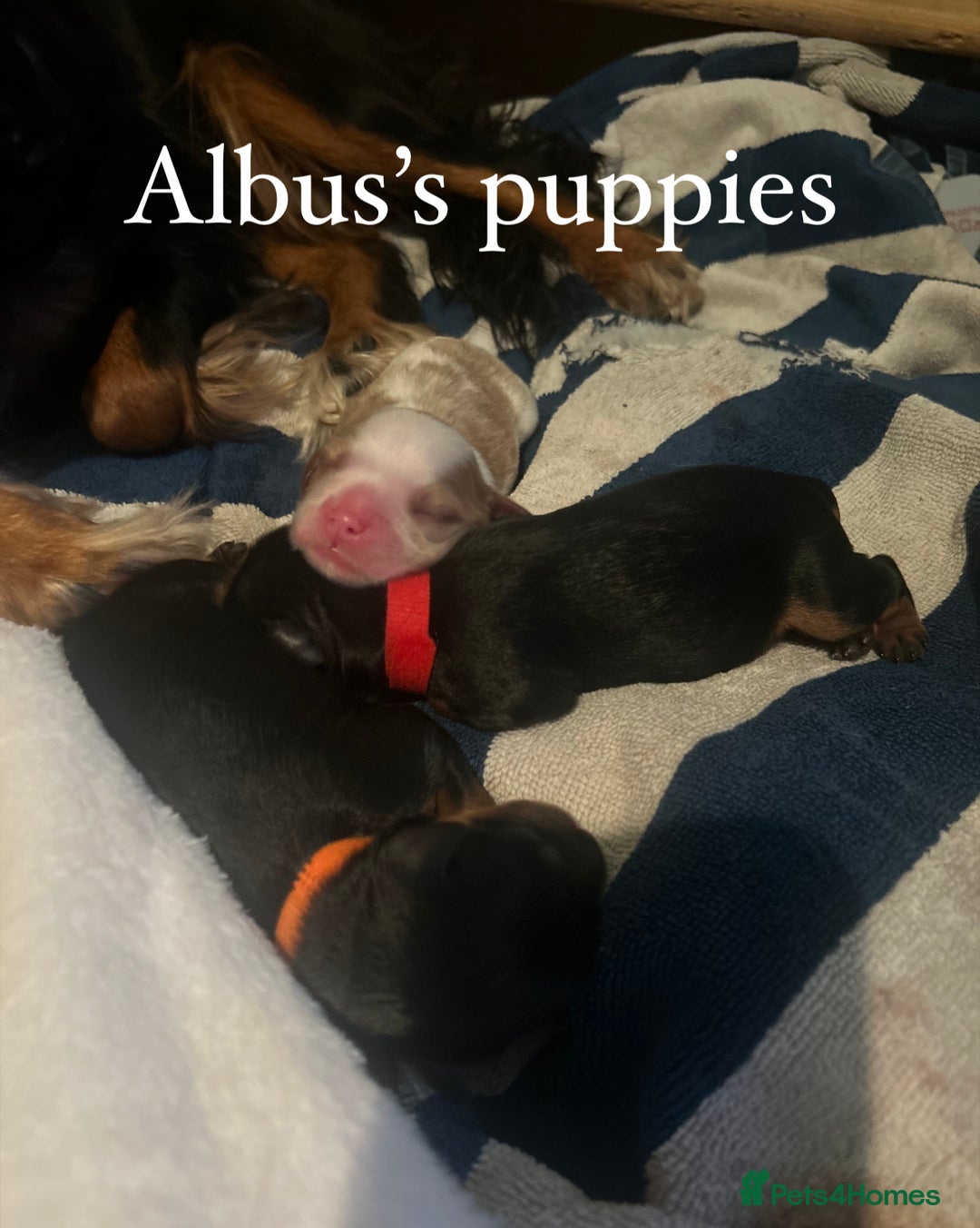 Cavalier King Charles Spaniel dogs for stud: KC Reg Health Tested Proven Cavalier King Charles in Salisbury - Image 9