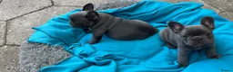 French Bulldog dogs for sale:  Adorable French Bulldog Puppies ❤️🐾 - Advert 3