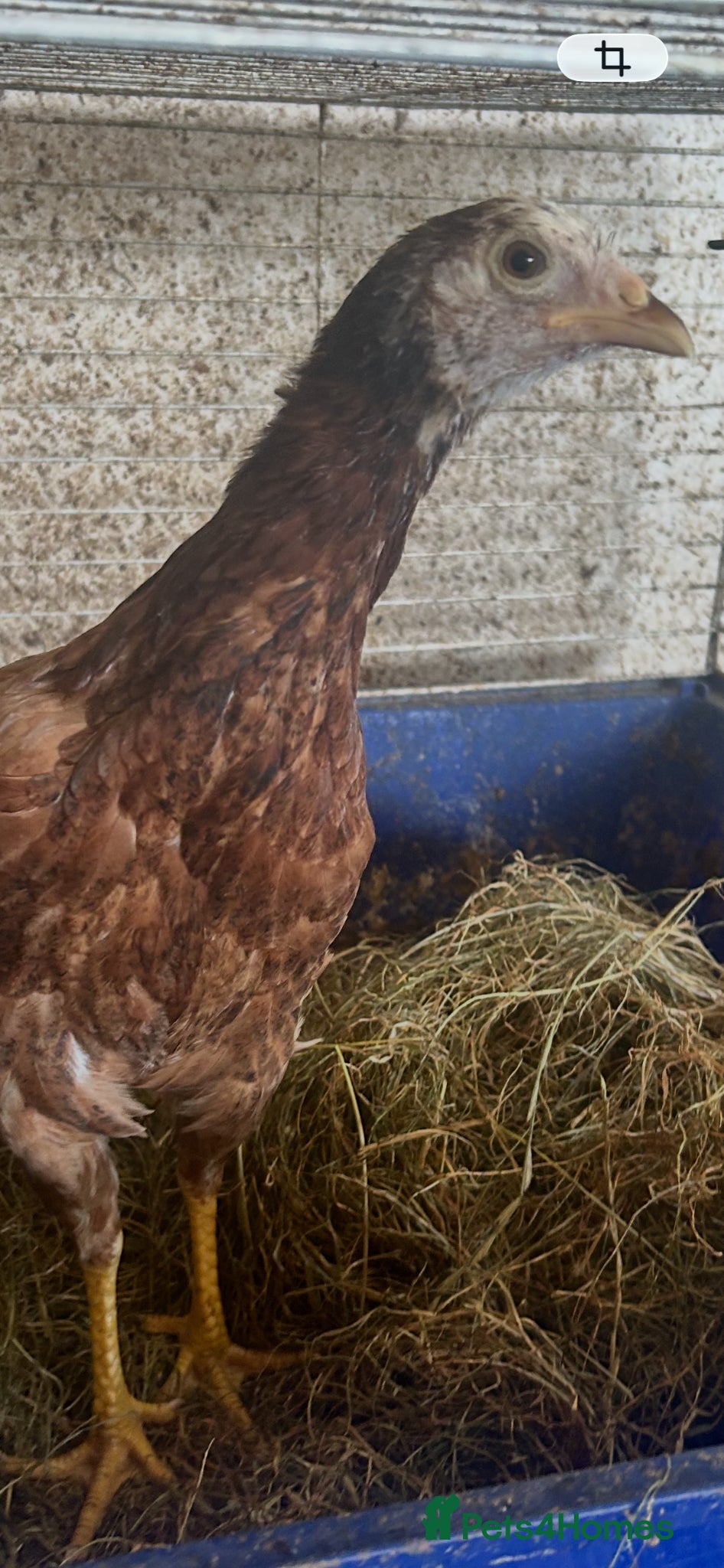 Chickens poultry Asil pullets born end of January  - Advert 2
