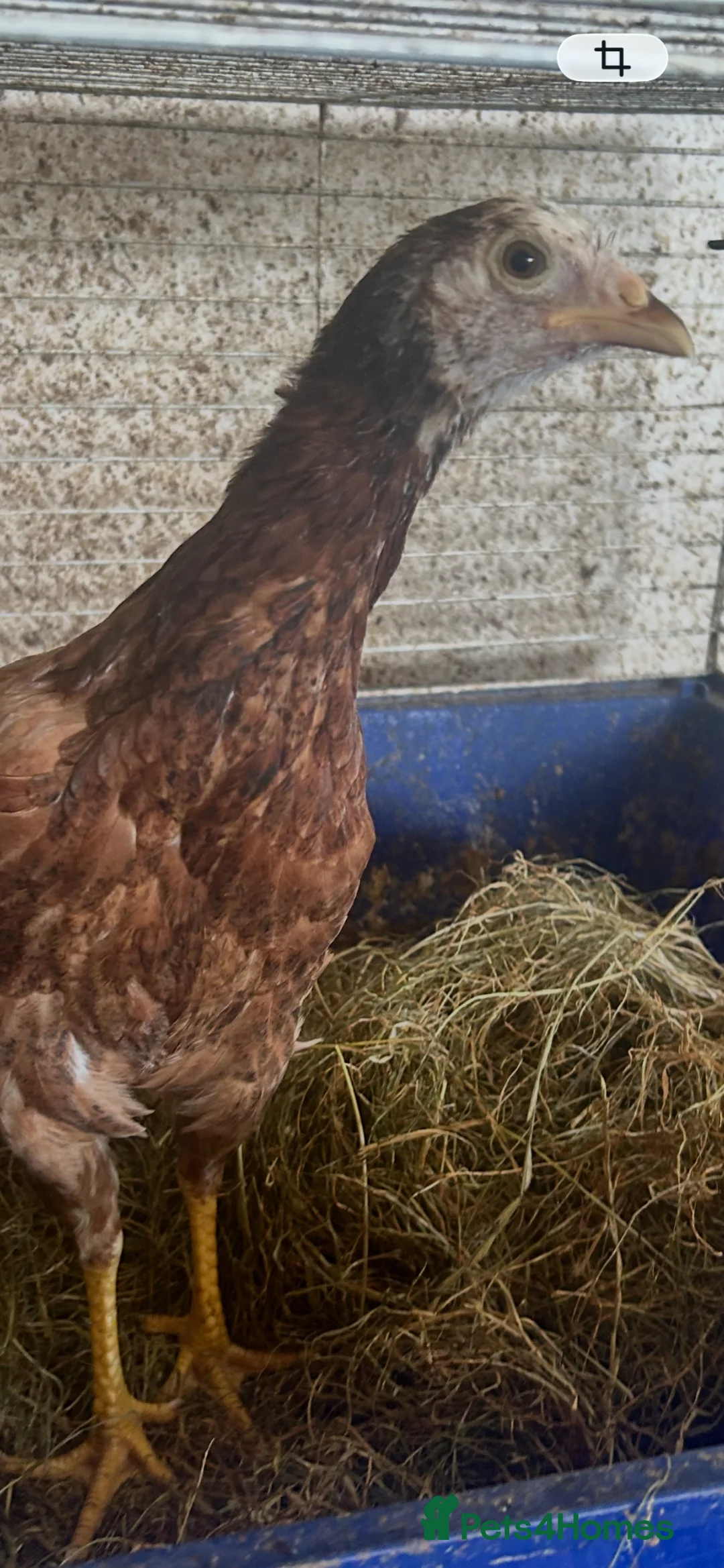 Chickens poultry for sale: Asil pullets born end of January  - Advert 2