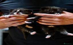 Mixed Breed cats for sale: Adorable kittens looking for a loving home - Image 11