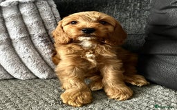 Cockapoo dogs for stud: Proven F/F Red Cockapoo DNA Tested - For Stud in Coventry - Image 21