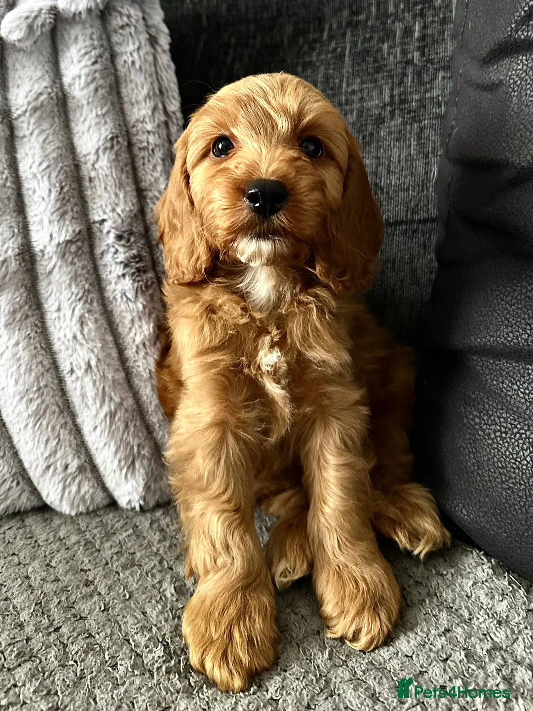 Cockapoo dogs for stud: *PROVEN* DNA TESTED F/F Gene Red Cockapoo Stud in Coventry - Advert 21