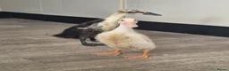 Ducks poultry for sale: Indian runner ducklings - Advert 4