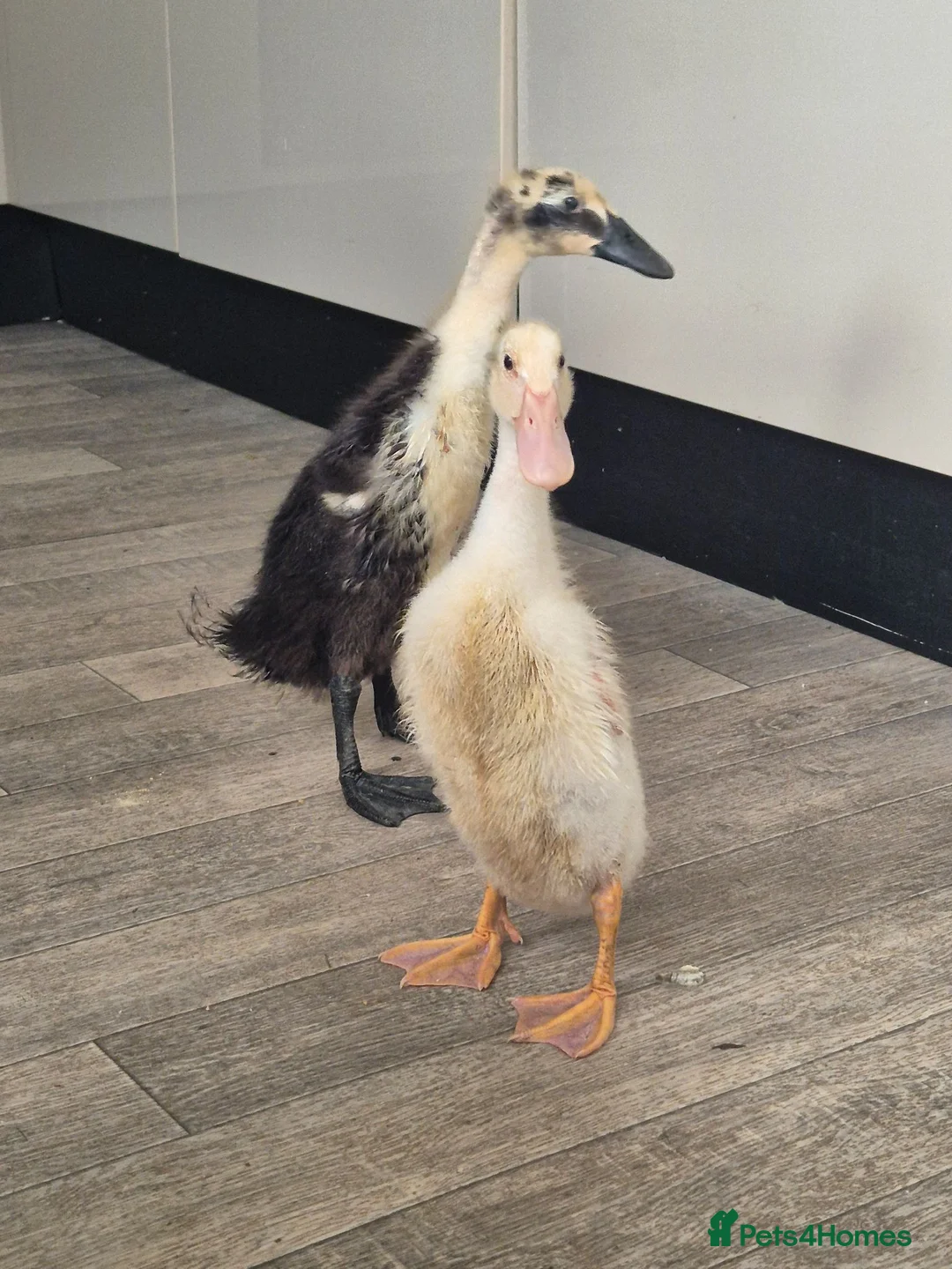 Ducks poultry for sale: Indian runner ducklings - Advert 4