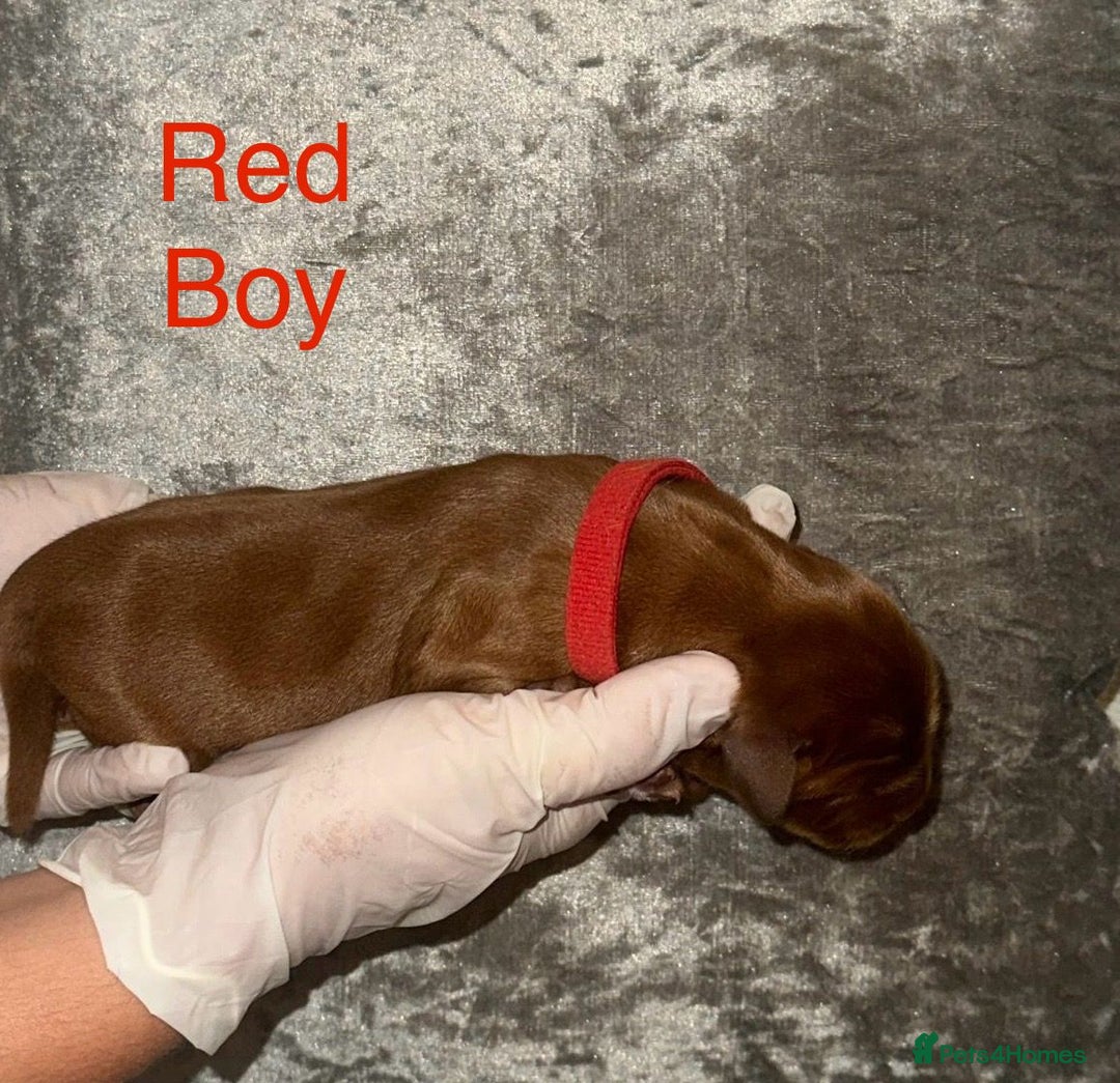 Labrador Retriever dogs for sale: Stunning Labrador Puppy's ( 4 girls, 3 boys ) - Image 13