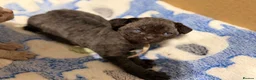 Devon Rex cats for sale: Beautiful Devon Rex Kittens 🐾❤️ - Advert 7
