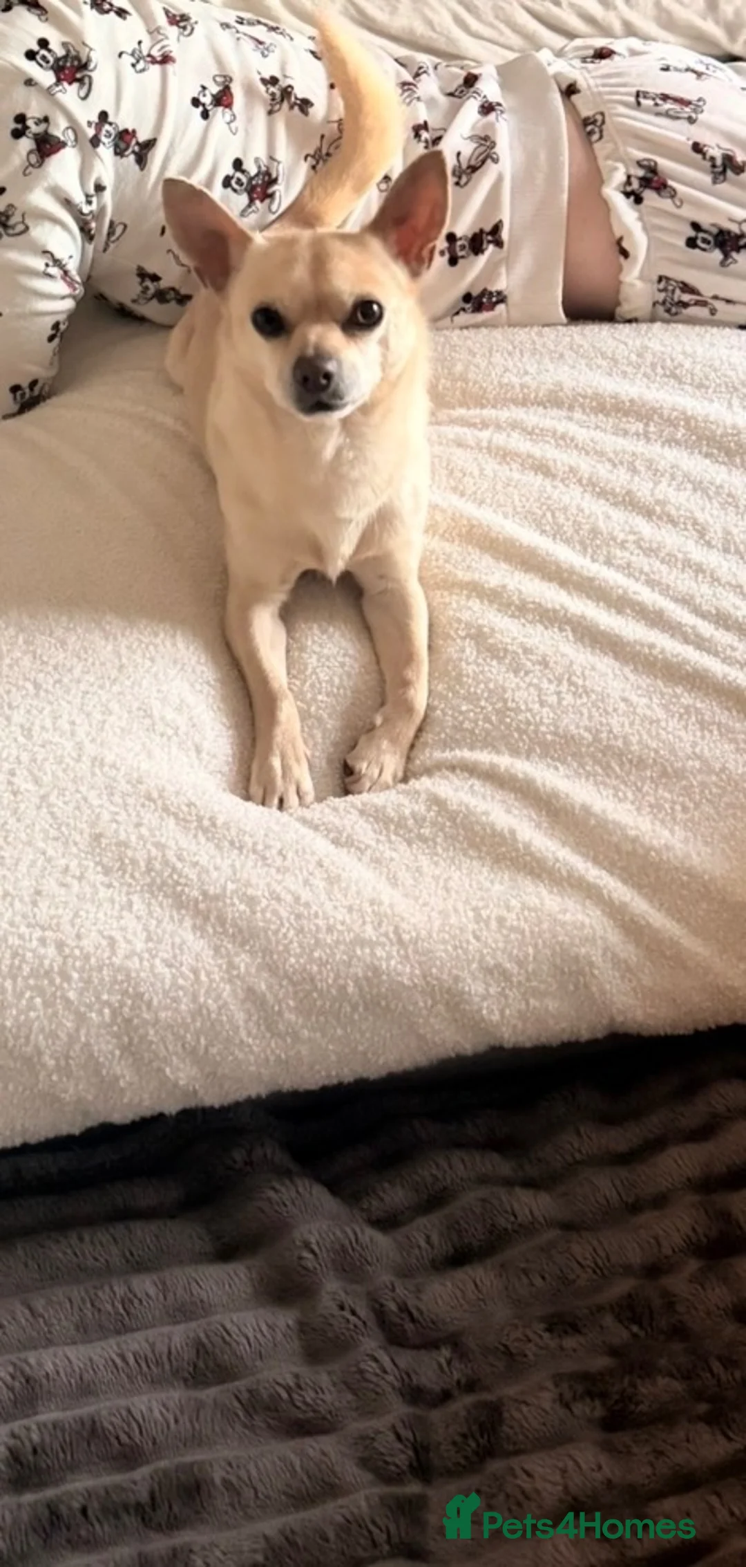 Chihuahua dogs for sale: 7 year old male chihuahua  in Tonypandy - Advert 2