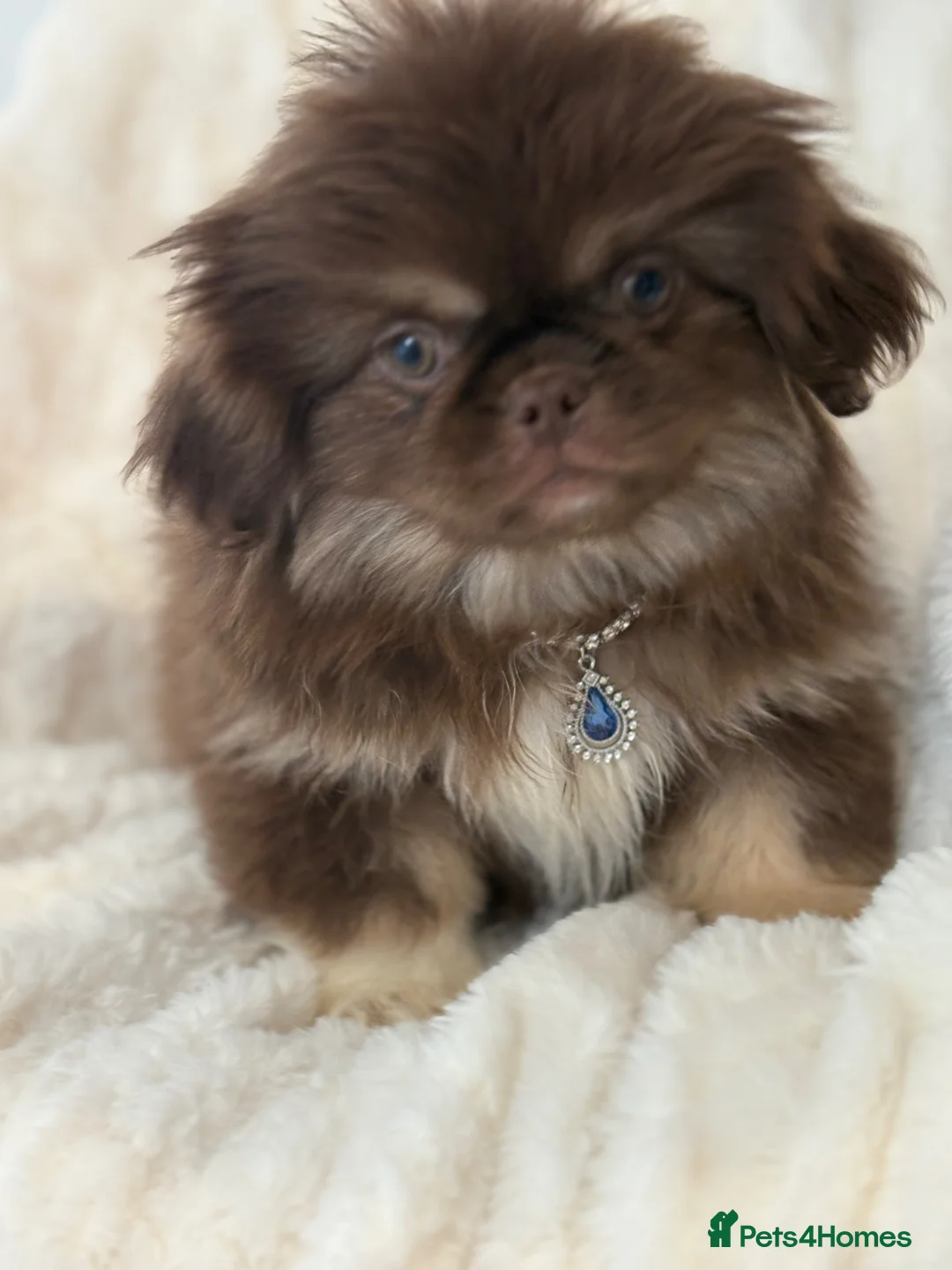 Pekingese dogs for sale: Pekingese  in Strathaven - Advert 1