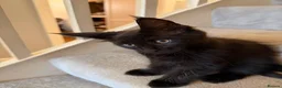 Maine Coon cats for sale: Stunning Maine Coon Kittens Available  - Advert 3