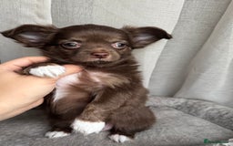 Chihuahua dogs for sale: XXS Tiny Chihuahua Long,Last Girl,Merle Blue Eye - Image 3