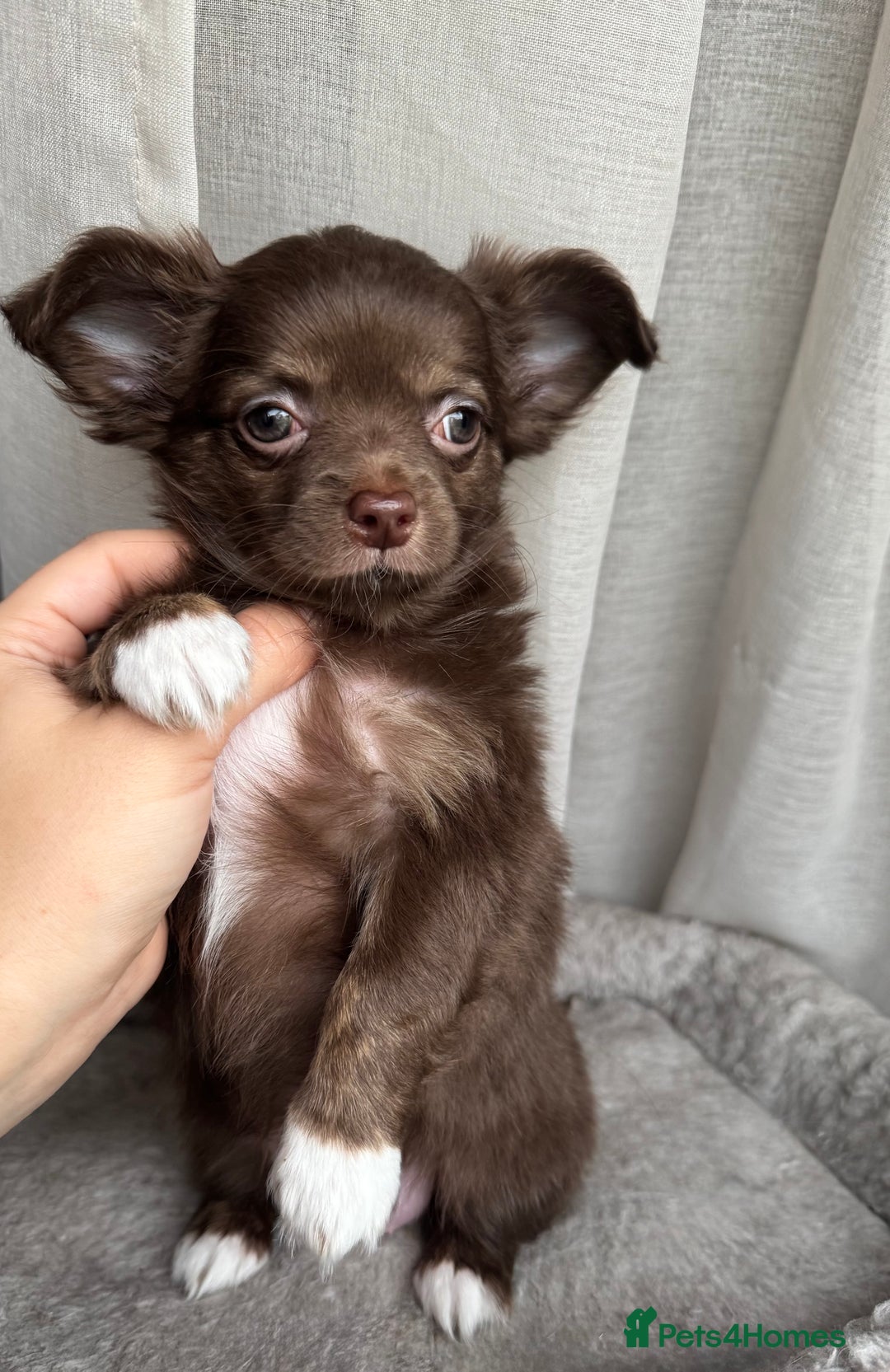 Chihuahua dogs for sale: XXS Tiny Chihuahua Long,Last Girl,Merle Blue Eye - Image 3