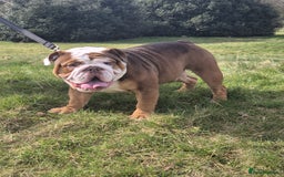 English Bulldog dogs for stud: Our beautiful Simba  in Newcastle - Image 1