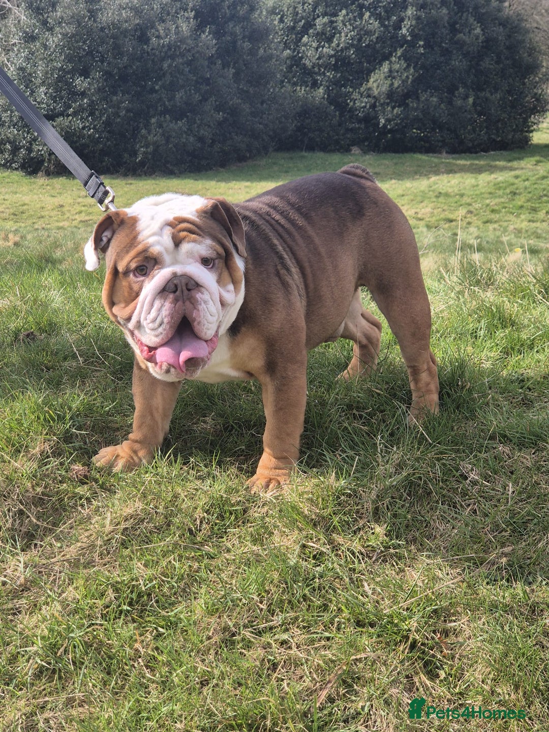 English Bulldog dogs for stud: Our beautiful Simba  in Newcastle - Image 1