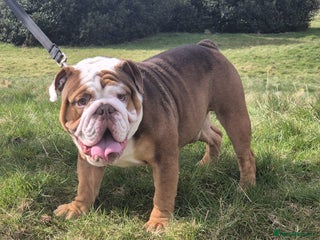 English Bulldog dogs in Newcastle - Advert 5