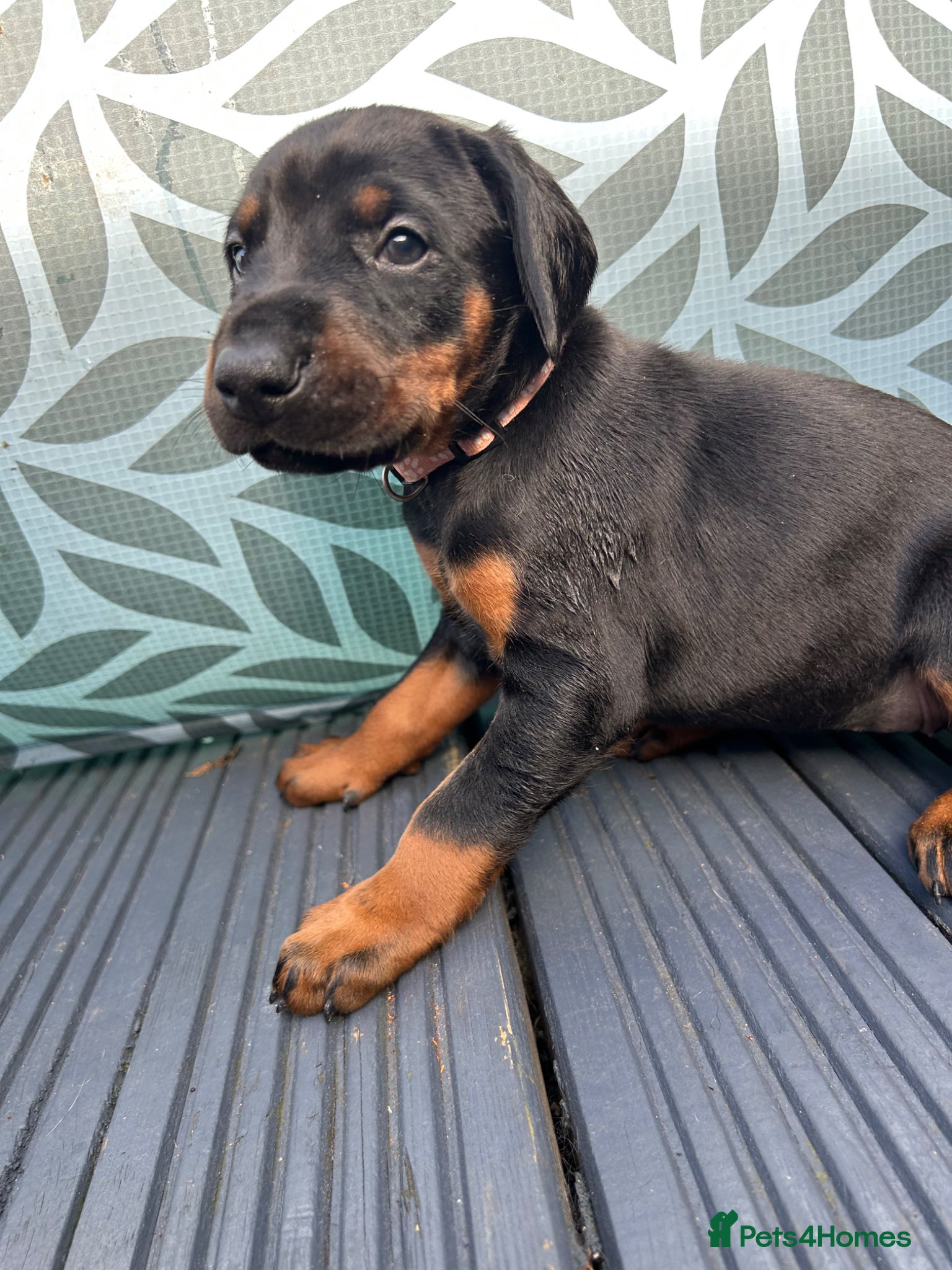Dobermann dogs Last 2 beautiful girl doberman for sale  - Advert 2