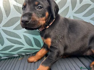 Dobermann dogs Last 2 beautiful girl doberman for sale - Advert 2