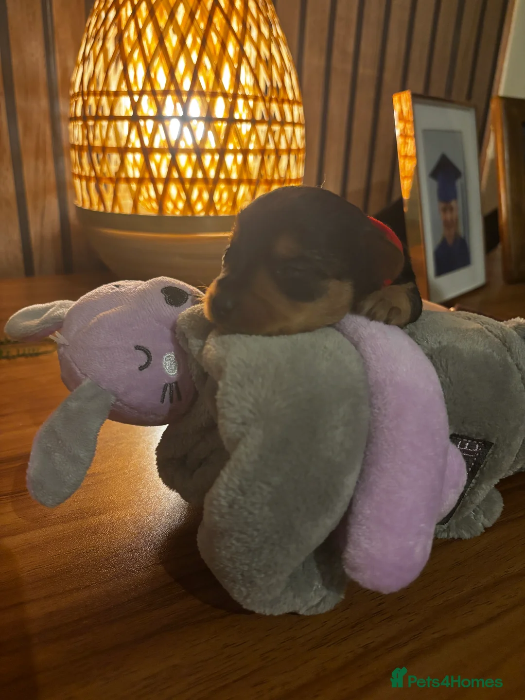 Yorkshire Terrier dogs for sale: Gorgeous Yorkshire terrier puppies - Advert 4