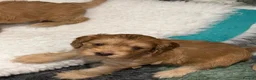 Mixed Breed dogs for sale: Beautiful Miniature Austrailian Labradoodle pups in Northwich - Advert 25