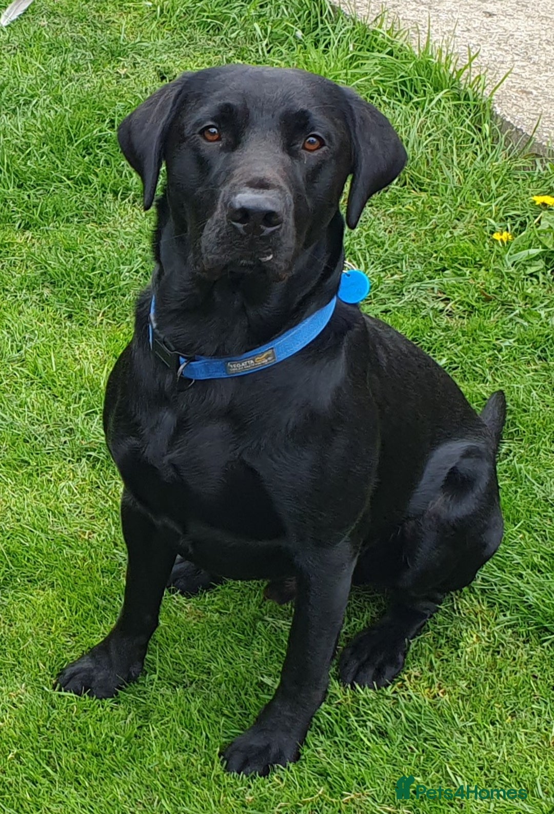Labrador Retriever dogs for stud: Labrador KC registered for stud 2 years old Black  - Advert 5