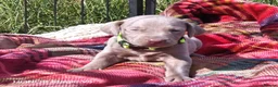 Weimaraner dogs for sale: Weimaraner Puppies For Sale  - Advert 8