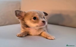 Chihuahua dogs for sale: Chihuahua puppies for sale - Image 25
