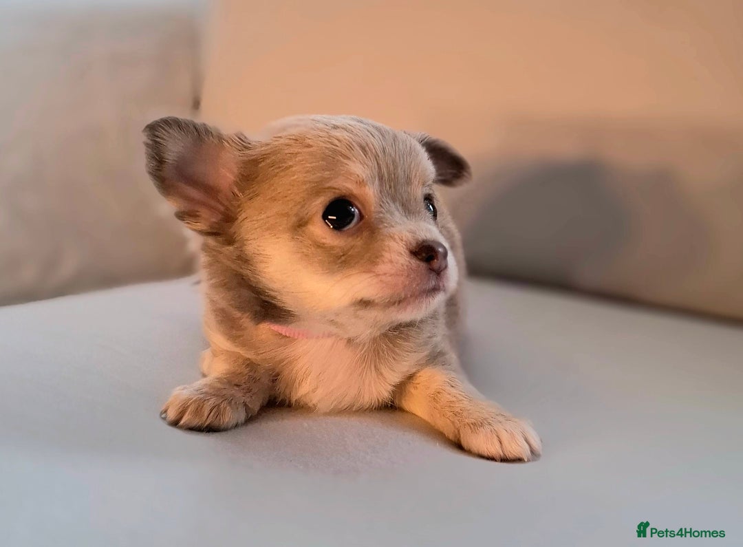 Chihuahua dogs for sale: Chihuahua puppies for sale - Image 25