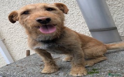 Lakeland Terrier dogs for sale: Beautiful Lakeland Terrier pups for sale  - Image 5