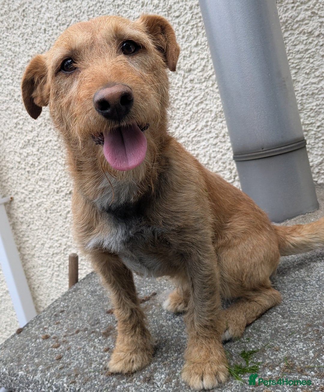 Lakeland Terrier dogs for sale: Beautiful Lakeland Terrier pups for sale  - Image 5