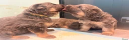 German Shepherd dogs for sale: Blue/Tan Puppies  in Dartford - Advert 9
