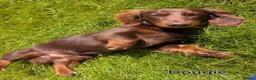 Miniature Dachshund dogs for sale: True longhaired minature dachshunds  - Advert 31