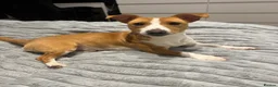 Jack Russell dogs for sale: Jack Russell puppies  in Rotherham - Advert 5