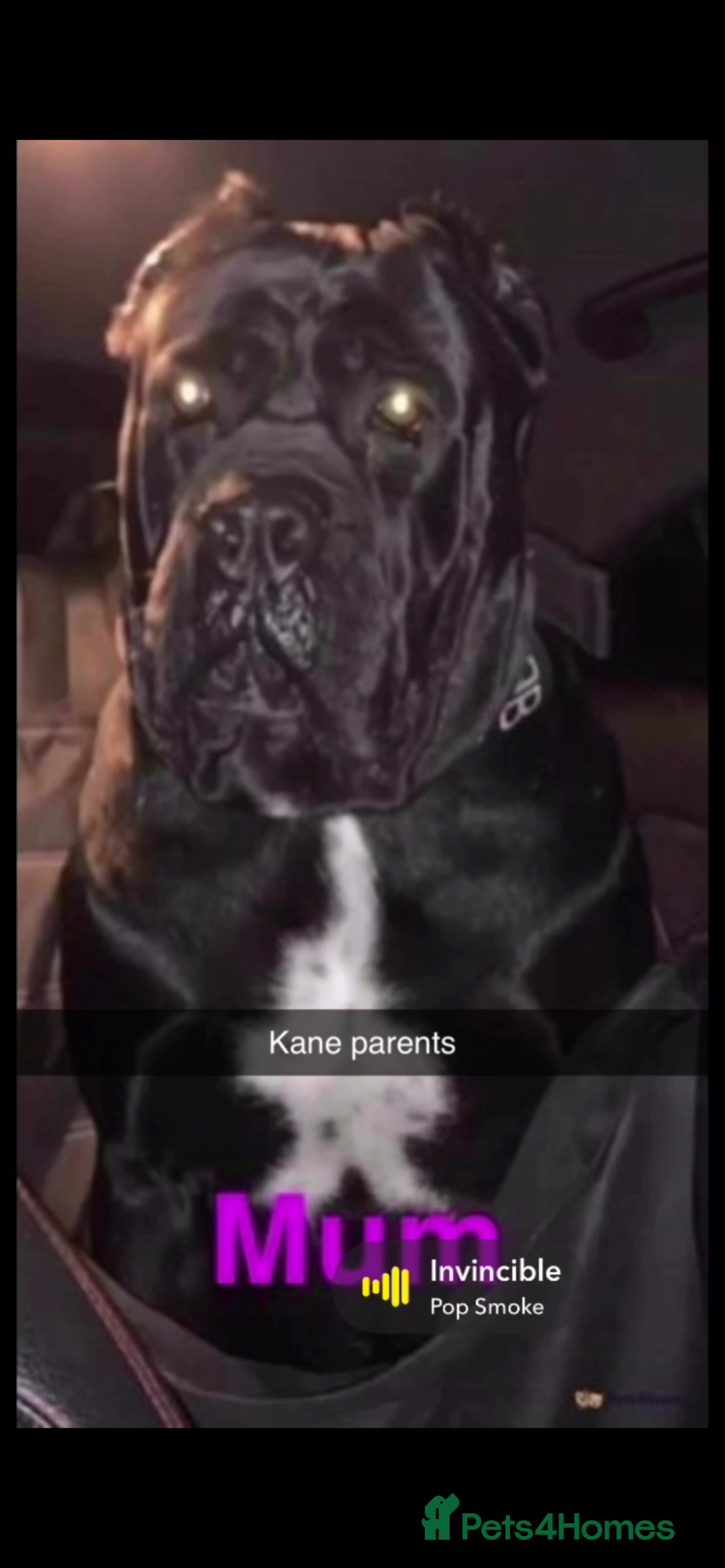 Cane Corso dogs for sale: Cerberus champion bloodline cane corso - Image 8