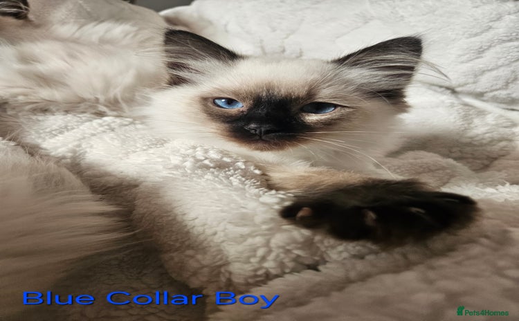 Ragdoll cats - Advert 1