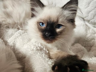 Ragdoll cats - Advert 3