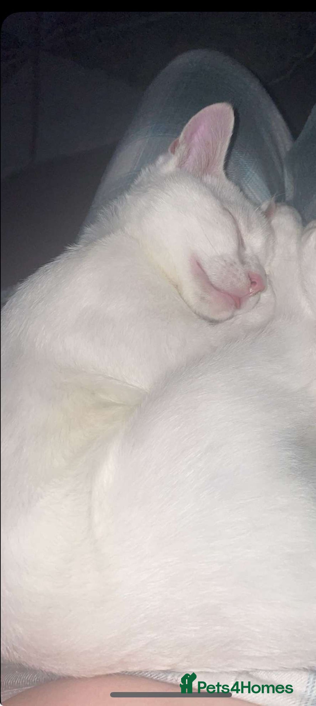 British Shorthair cats for sale: Kitten for sale - Image 2