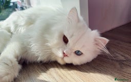 British Longhair cats for sale: Beautiful rare British longhair boy 🩵 - Image 1