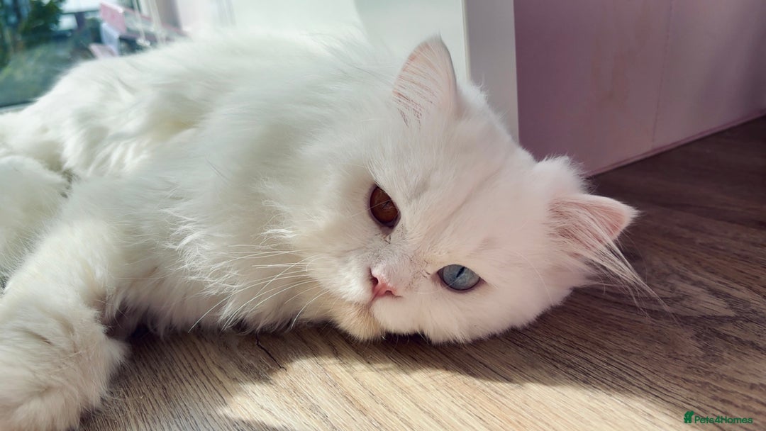 British Longhair cats for sale: Beautiful rare British longhair boy 🩵 - Image 1