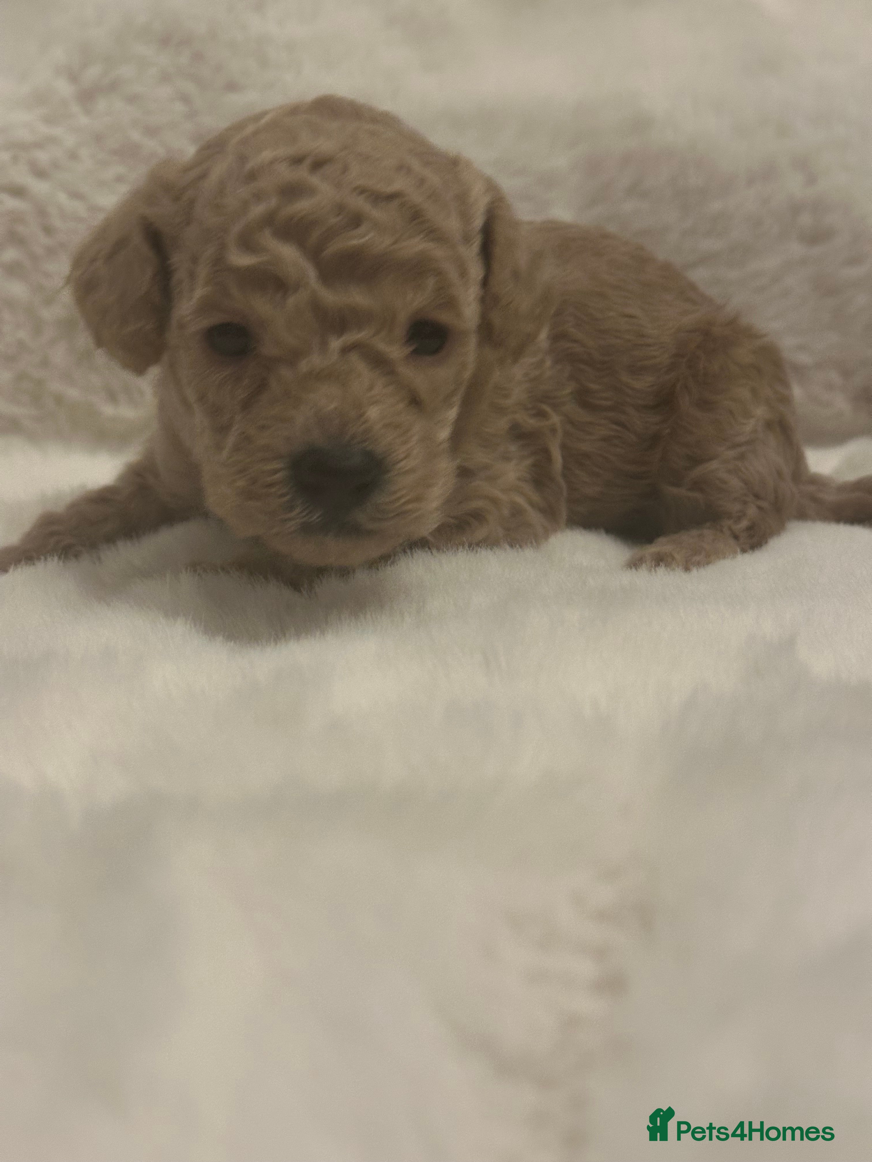 Cockapoo dogs for sale: Stunning litter of true miniature cockapoos ⭐️🐾🐾 - Advert 4