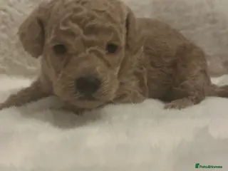 Cockapoo dogs for sale: Stunning litter of true miniature cockapoos ⭐️🐾🐾 - Advert 4