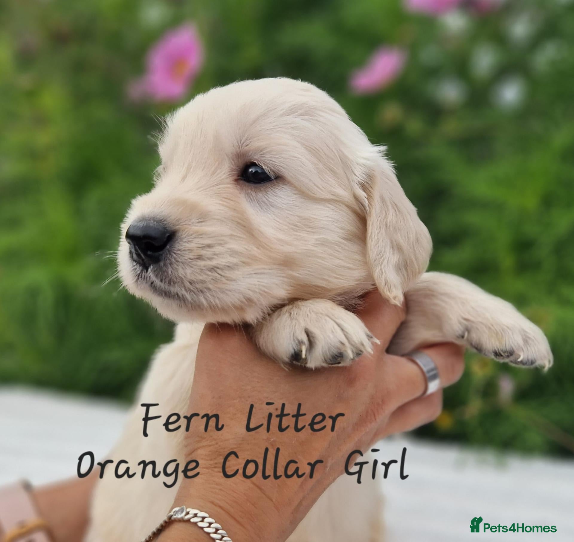 Golden Retriever dogs Quality Golden Retriever Puppies - Advert 2