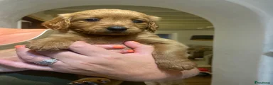 Mini Goldendoodle 4