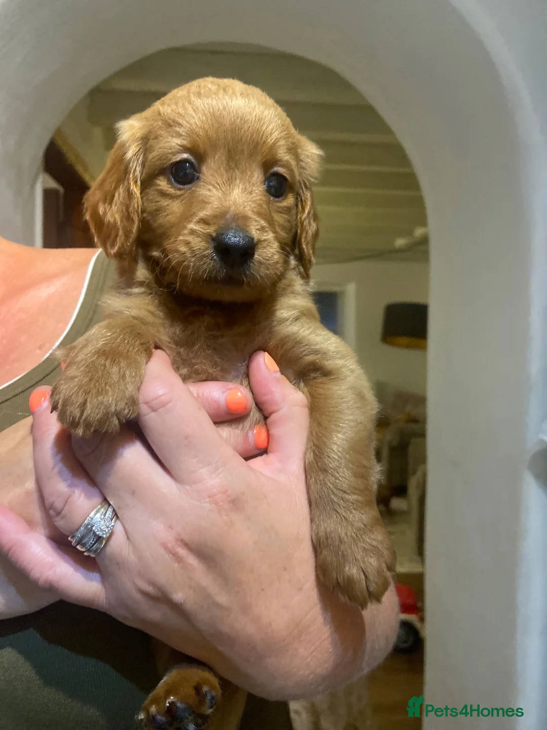 Mini Goldendoodle dogs for sale: Field Retreiver x miniature poodle - Advert 7