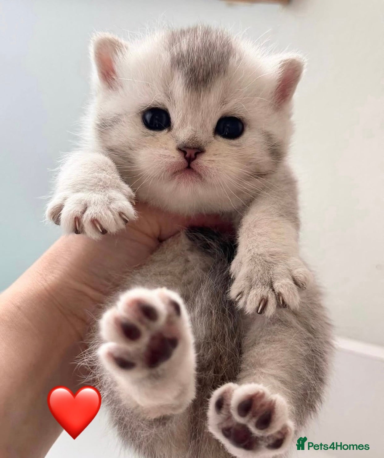 British Shorthair cats Adorable silver NS11 British shorthair kittens. - Advert 1