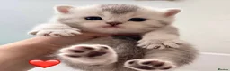 British Shorthair cats for sale: Adorable silver NS11 British shorthair kittens. - Advert 1