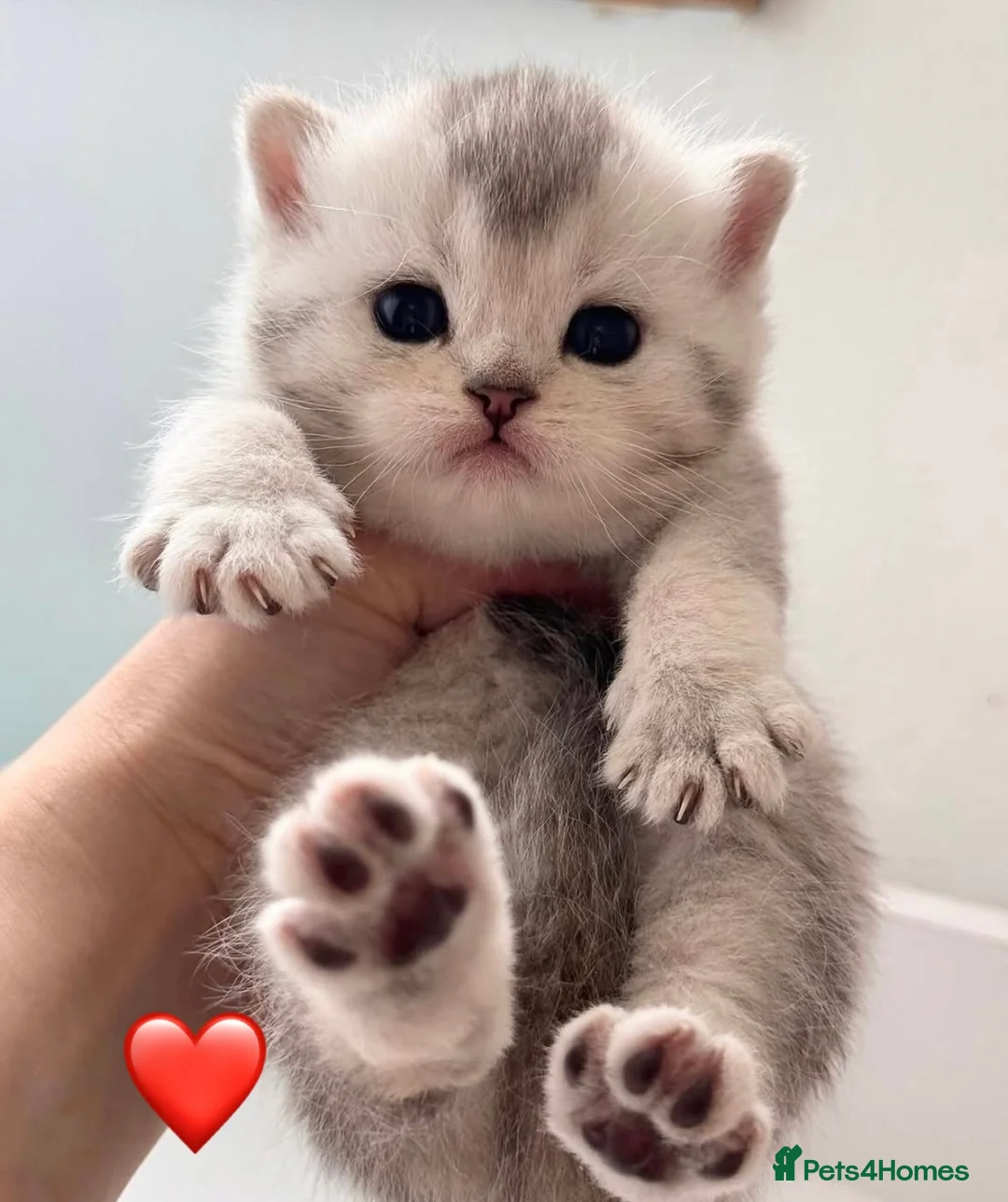 British Shorthair cats for sale: Adorable silver NS11 British shorthair kittens. - Advert 1
