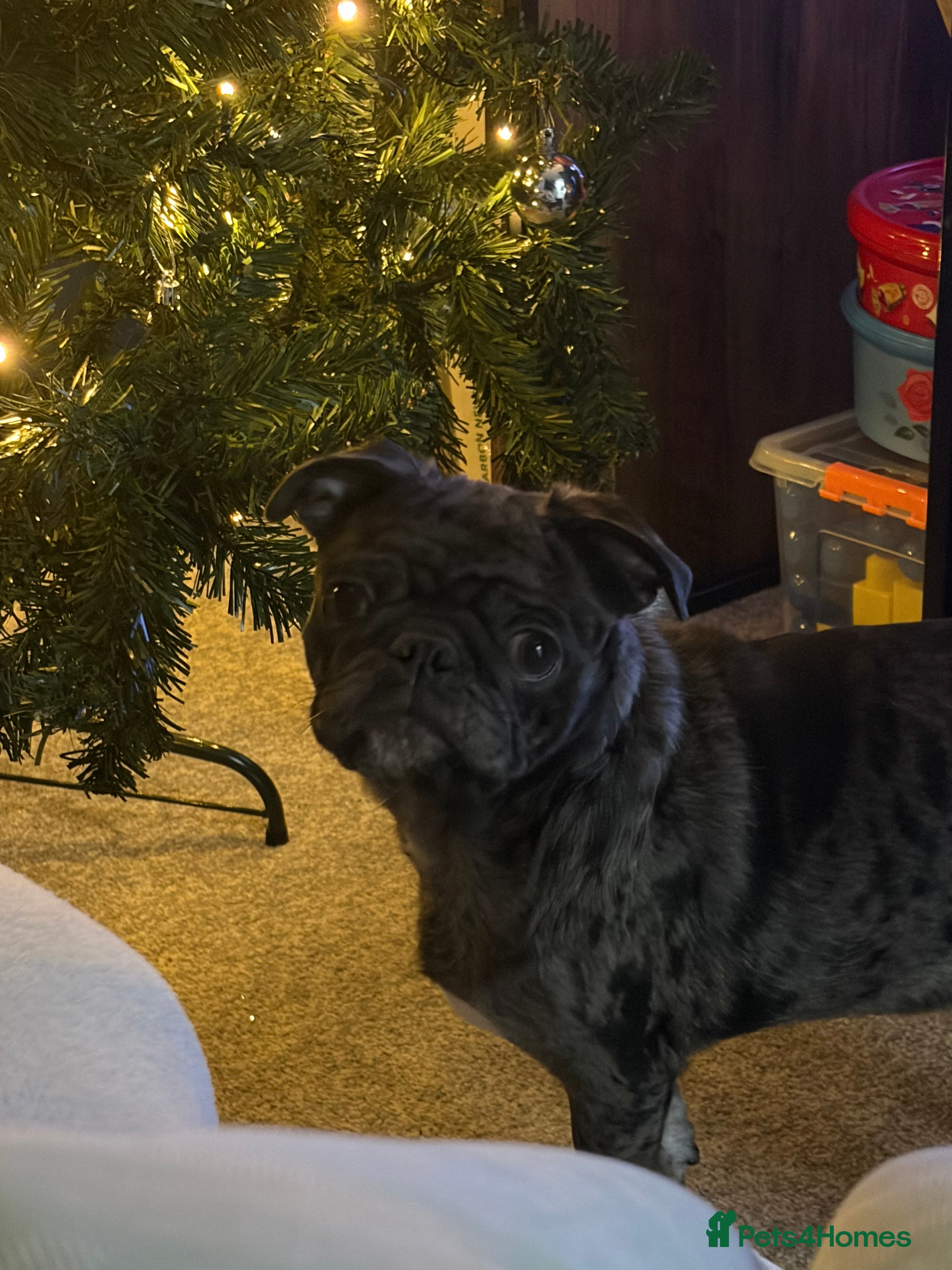 Pug dogs Loving Home Needed for Our Beautiful Puppy –Albert - Advert 2